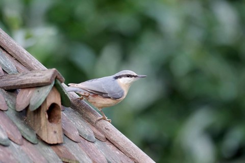 Nuthatch (Sitta europaea), bird house, Germany