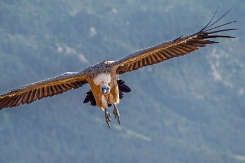 Eurasian griffon vulture (Gyps fulvus) flying along afforested mountain slope in the Pyrenees