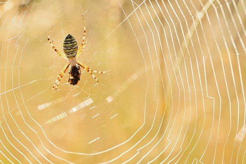 Wasp spider (Argiope bruennichi), female with prey in web, North Rhine-Westphalia, Germany