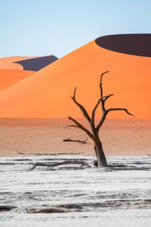 Dead camel thorn trees (Vachellia erioloba), red sand dunes, white salt pan, Dead Vlei, Sossusvlei,