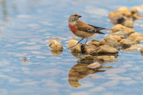 Acanthis cannabina, bloodtail, linaria cannabina, linnet, bath, bird bath, birds, hanfling, male,
