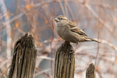 House sparrow, passer domesticus, sparrow, birds, female, garden, garden fence, passeri, songbirds,
