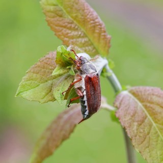 Cockchafer, forest cockchafer (Melolontha hippocastani), male, on a leaf, close-up, Wilnsdorf,