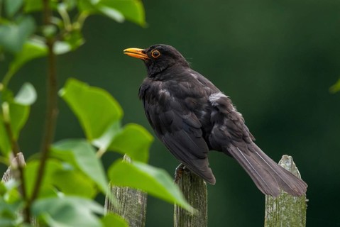 Blackbird, Turdus Merula, Birds, Garden, Garden Fence, Garden Fence, Male, Passeri, Songbirds,