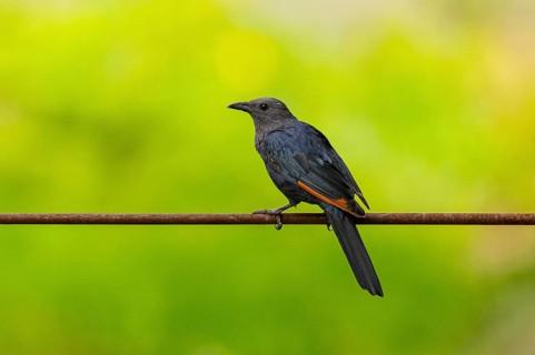 Red-winged starling (Onychognathus morio) standing, Germany