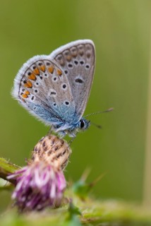 Common blue, common blue, crested blue, polyommatus icarus, blue, butterfly, high size, portrait