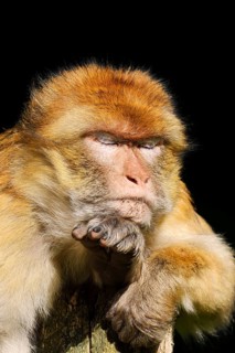 Barbary macaque or magot (Macaca sylvanus), portrait, in captivity, found in Morocco, Algeria and