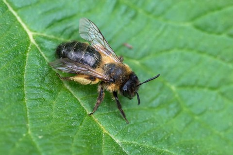 Andrena cf. nigroaenea, Andrena nigroaenea, apiformes, bees, buffish mining bee, ore-colored sand