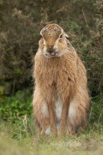 European brown hare (Lepus europaeus) adult animal stretching in grassland, England, United Kingdom