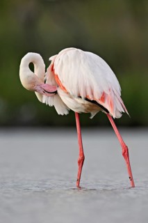 Pink flamingo (Phoenicopterus roseus), standing in the water preening its plumage, Camargue