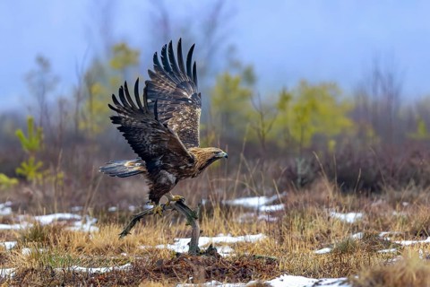 European golden eagle (Aquila chrysaetos chrysaetos) adult taking off from branch in moorland,