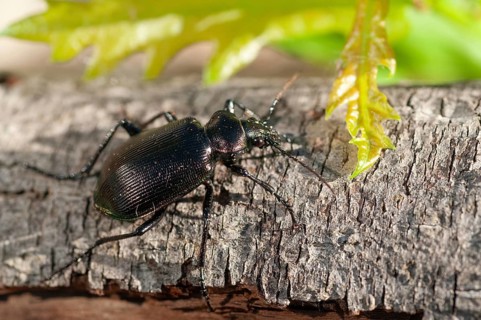 Calosoma inquisitor, small doll predator, climbing beetle, lesser searcher, beetle, coleoptera,