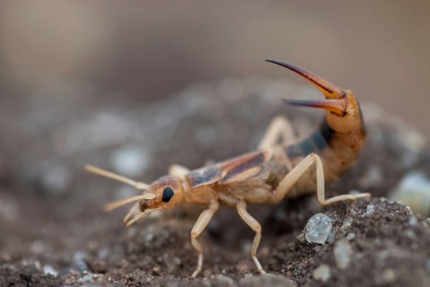Brandenburg, Germany, Giant Earwig, Labidura Riparia, Nabu, national natural heritage, natural