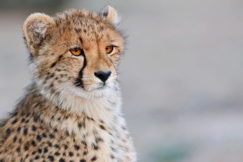Cheetah (Acinonyx jubatus), young, sitting and looking around, alert, evening light, animal