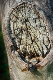 Apidae, bees, blue wood bee, large wood bee, hymenoptera, violet-winged wood bee, xylocopa
