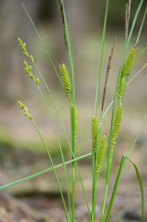Carex canescens, carex rostrata, cyperaceae, gray sedge, sour grass, beaked sedge, bottle sedge,
