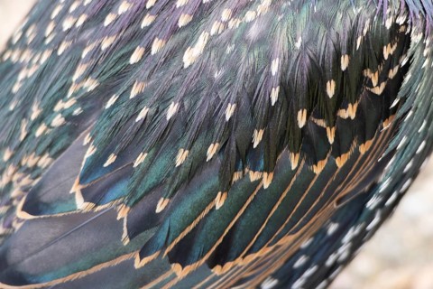 Common starling (Sturnus vulgaris) adult bird close up of its wing feathers, England, United