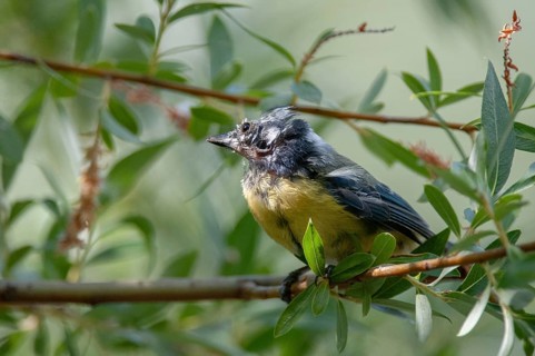 Blue tit, Parus caeruleus, Suttonella ornithocola, birds, ill, sick, tits, passeri, songbirds,