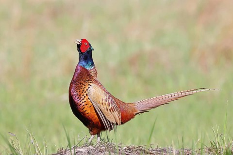 Pheasant, common pheasant (Phasianus colchicus), adult male bird uttering a courtship call in a