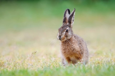 European hare (Lepus europaeus), young animal sitting in a meadow, North Rhine-Westphalia, Germany