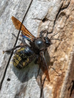 Apidae, bees, blue wood bee, large wood bee, hymenoptera, violet-winged wood bee, xylocopa