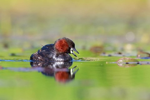 Little Grebe (Tachybaptus ruficollis), North Rhine-Westphalia, Germany