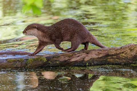 On a sunny day, an oriental small-clawed otter (Aonyx cinerea) walks along a log floating in the
