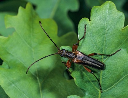 Stenocorus meridianus, variable longhorn beetle, variable stumbbock, beetle, longhorn beetle,