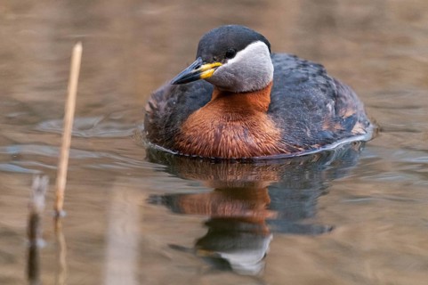 Podiceps grisegena, red-necked grebe, red-necked grebe, birds, grebe, podicipedidae, divers, birds,