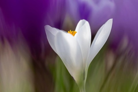 White crocus (Crocus sp.) close-up showing yellow stigma among violet crocuses in late winter,