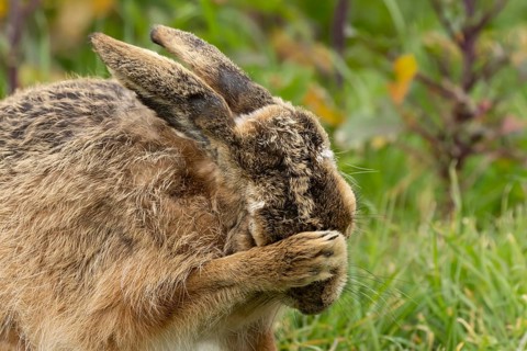 European brown hare (Lepus europaeus) adult animal washing its face in grassland, England, United