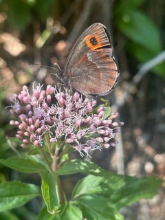 Grey-banded Erbie (Erebia aethiops), a butterfly resting on hemp agrimony (Eupatorium cannabinum),