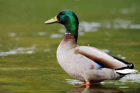 Mallard (Anas platyrhynchos), drake, North Rhine-Westphalia, Germany