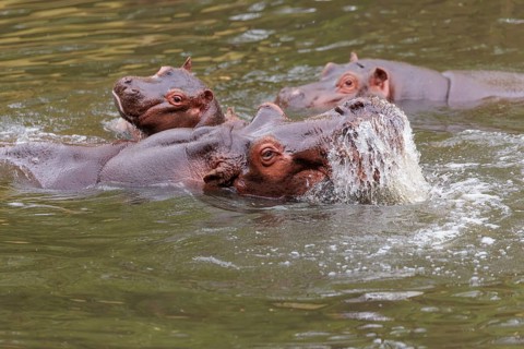 A young hippopotamus (Hippopotamus amphibius) plays with its mother in the water. A third