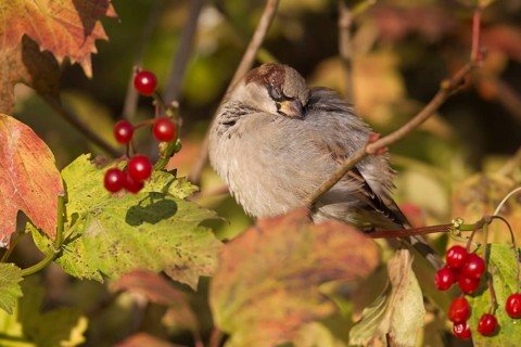 House sparrow (Passer domesticus) adult male bird sleeping amongst autumn colour leaves, England,