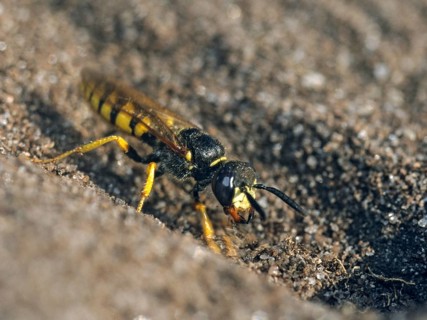 Beewolf, European Beewolf, Hymenoptera, Philanthus Triangulum, Spheciformes, Bee-Killer Wasp,