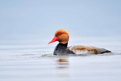 Red-crested Pochard (Netta rufina), a drake swimming on Lake Constance, Baden-Württemberg, Germany