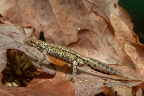 Italian newt, Italian water newt, Lissotriton italicus, Triturus italicus, amphibians, amphibians,