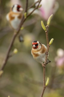 European goldfinch (Carduelis carduelis) adult bird in a magnolia tree in spring, England, United