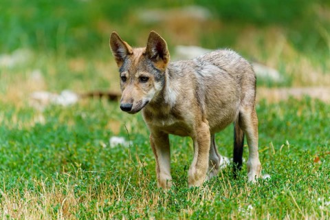Timberwolf, wolf, American wolf (Canis lupus lycaon), Germany. An alert wolf cub is lying in the