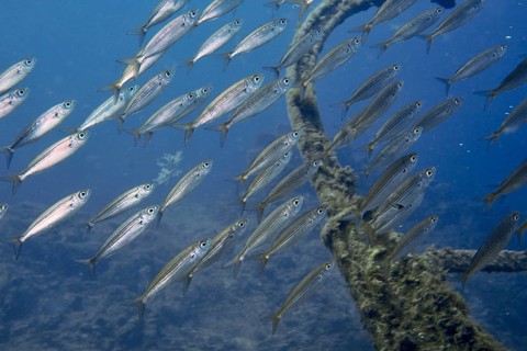 A school of yellow-striped boops (Boops boops) swims alongside an overgrown structure in the blue