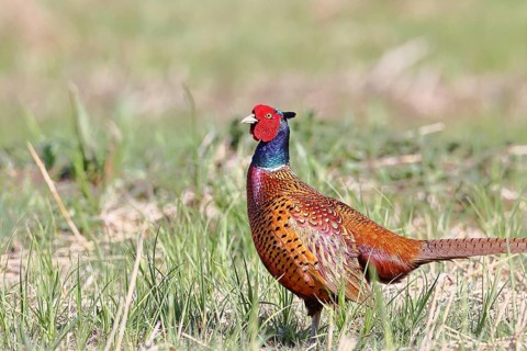 Pheasant, hunting pheasant (Phasianus colchicus), adult male bird in a meadow, wildlife, Lembruch,