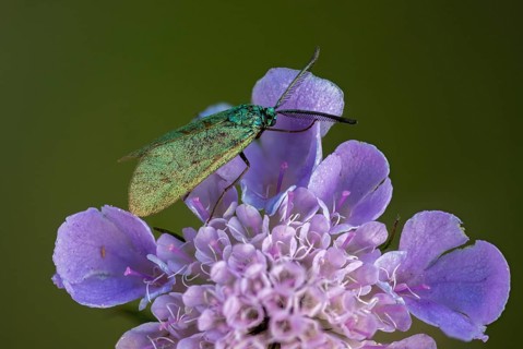 Adscita geryon, cistus forester, green ram, sunrose green ram, zygaenidae, burnet, butterfly,