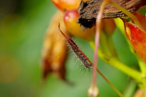 Swan (Euproctis similis), caterpillar, colourful, hair, caterpillar from below, clinging to a plant