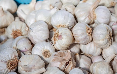Close-up of fresh garlic bulbs, Majorca, Balearic Islands, Spain