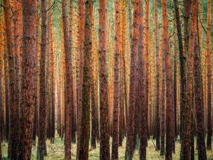 A dense pine forest, Nossentiner Schwinzer Heide nature park Park, Mecklenburg-Western Pomerania,