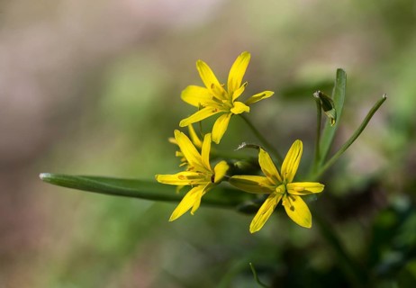Gagea lutea, common yellow star, liliaceae, lily family, forest yellow star, yellow star of