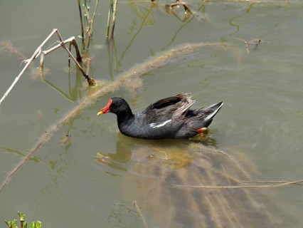 A waterbird with a red beak – a moorhen (Gallinula chloropus) – swims quietly in a lagoon, Gran