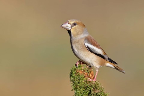 Hawfinch (Coccothraustes coccothraustes), female, perched on a moss-covered branch, Wilnsdorf,