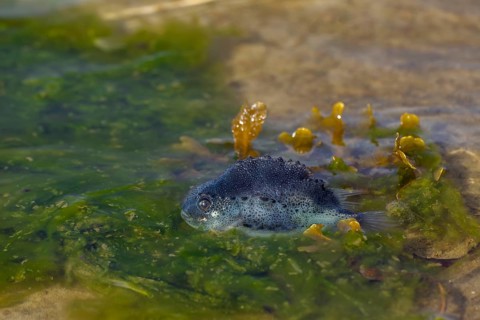 A dead juvenile lumpfish (Cyclopterus lumpus) on the coast of the Danish North Sea, death, flotsam